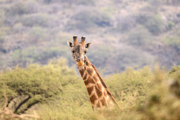 East Africa's Greatest Wildlife Spectacle: Your Ultimate Safari Guide