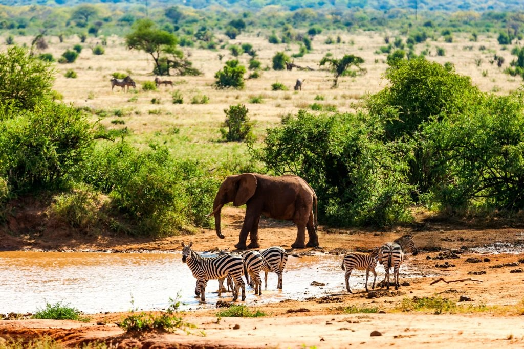 Tsavo East National Park