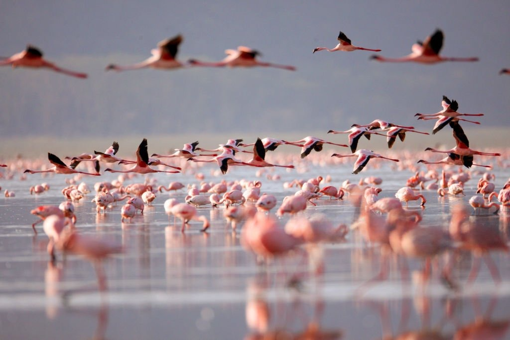 Lake Nakuru