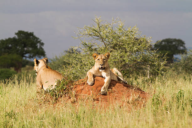 Tarangire National Park